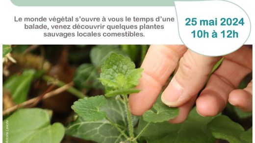 Sortie ABC - Plantes sauvages comestibles à Saint-Sorlin-de-Morestel